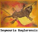 Seymouria Baylorensis